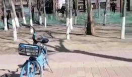 爆料保定小树林视频,揭秘背后真相与争议