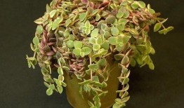 最新 植物爆料视频播放,最新爆料视频带你领略生命奇迹