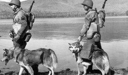 纵犬潜伏在线观看