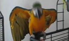 搞笑鹦鹉爆料视频下载安装,笑料百出，下载安装攻略一网打尽