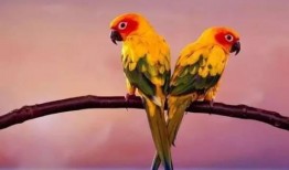 搞笑鹦鹉爆料视频下载安装,笑料百出，下载安装攻略一网打尽