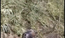 巴中野猪爆料事件视频曝光,揭秘事件背后惊人真相