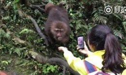 猴子视频爆料大全最新下载,猴子视频爆料大全下载全攻略