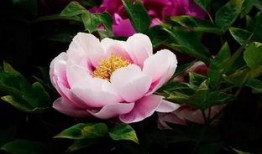 牡丹花下在线观看,穿越时空的浪漫邂逅