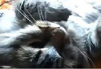 搞笑鹦鹉爆料视频下载安装,笑料百出，下载安装攻略一网打尽