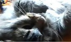 搞笑鹦鹉爆料视频下载安装,笑料百出，下载安装攻略一网打尽