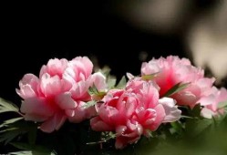 牡丹花下在线观看,穿越时空的浪漫邂逅