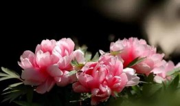 牡丹花下在线观看,穿越时空的浪漫邂逅