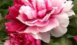 牡丹花下在线观看,穿越时空的浪漫邂逅