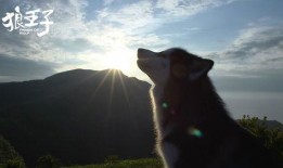 狼王子在线观看完整版