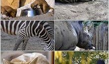 猴子视频爆料大全最新下载,猴子视频爆料大全下载全攻略